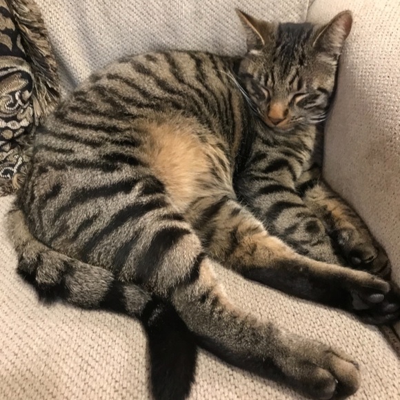 Funny Cat Photos! - Picture 8 of 15